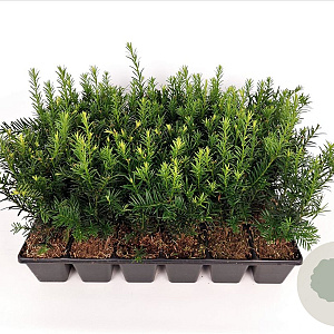 Taxus media 'Groenland' 20-25 cm P9