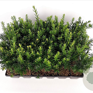 Taxus media 'Groenland' 20-25 cm P9