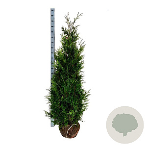 Thuja pl. 'Martin' 140-160 cm met kluit extra