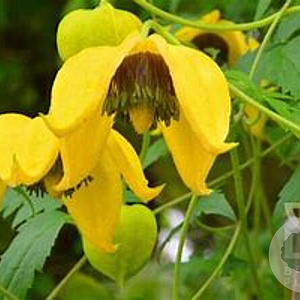 Clematis tibetana tangutica 40-60 cm 2,0L met stok