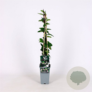 Lonicera jap. 'Red World' 40-60 cm 2,0L met stok