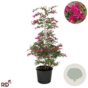 Loropetalum c. 'Daybreak's Flame 80-100 cm 12L piramide