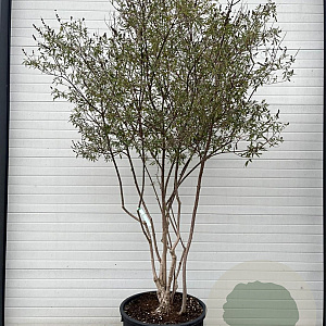 Vitex agnus-castus 200-250 cm cont. 240L meerstammig