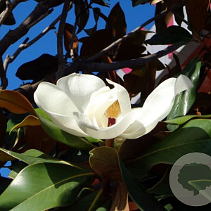 Magnolia grand. 'Goliath' 180 cm stam container 16-18 leiboom