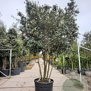 Quercus ilex 250-300 cm cont. 230L paraplu