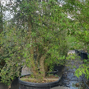 Quercus suber 300-350 cm cont. 150L meerstammig