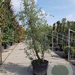 Quercus suber 300-350 cm cont. 150L meerstammig
