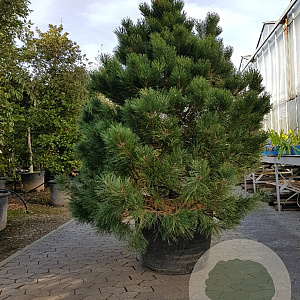Pinus nigra 175-200 cm cont. 290L