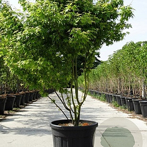 Acer palmatum 150-175 cm met kluit solitair