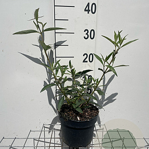 Buddleja d. 'Black Knight' GM 2,0L