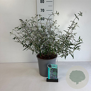 Buddleja d. 'Nanho Blue' 40-50 cm 6,5L