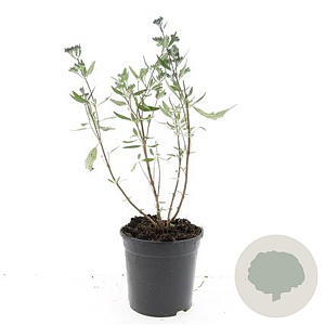 Caryopteris cland. 'Heavenly Blue' GM 1.5