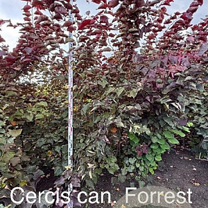 Cercis can. 'Forest Pansy' 200-225 cm met kluit