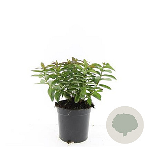 Hypericum calycinum GM 1.5