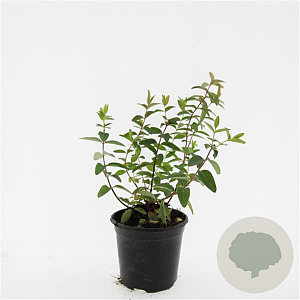 Hypericum 'Hidcote' GM 1.5