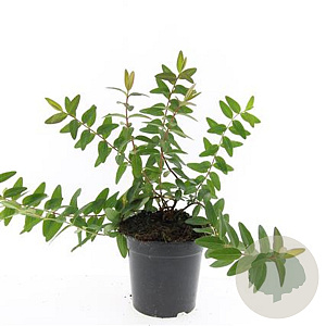 Hypericum 'Hidcote' GM 1.5