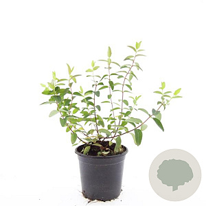 Hypericum 'Hidcote' GM 1.5