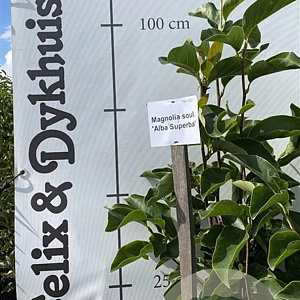 Magnolia soul. 'Alba Superba' 100-125 cm met kluit