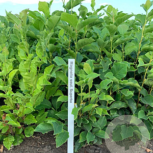 Magnolia soul. 'Superba' 60-80 cm met kluit