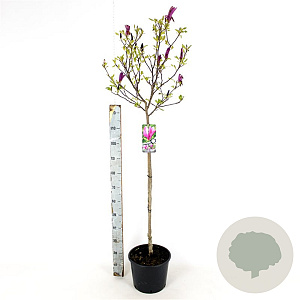 Magnolia 'Susan' 80-100 cm 7,5L met knop