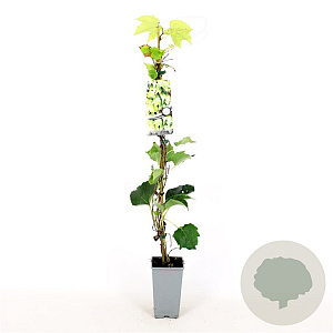 Parthenocissus tr. 'Green Spring' 80-100 cm 2,5L