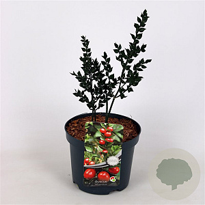 Ruscus aculeatus GM C3