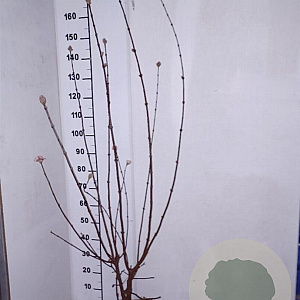 Viburnum bodn. 'Charles Lamont' 100-125 cm met kluit
