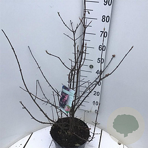 Viburnum bodn. 'Dawn' 60-80 cm 10L