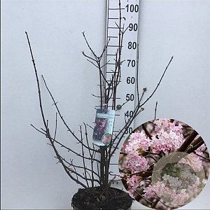 Viburnum bodn. 'Dawn' 60-80 cm 10L