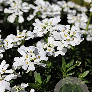 Iberis semp. 'Zwergschneeflocke' GM P9