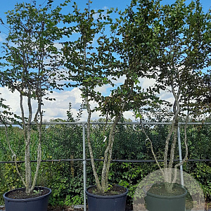 Carpinus betulus 300-350 cm draadkluit meerstammig