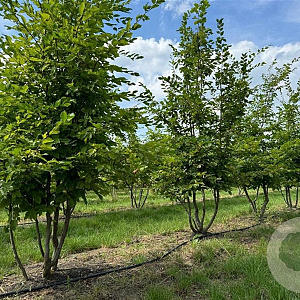 Carpinus betulus 350-400 cm draadkluit meerstammig