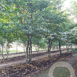 Carpinus betulus 350-400 cm draadkluit meerstammig