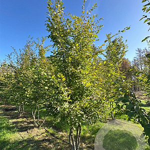 Carpinus betulus 350-400 cm draadkluit meerstammig