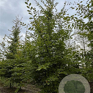 Carpinus betulus 350-400 cm draadkluit meerstammig