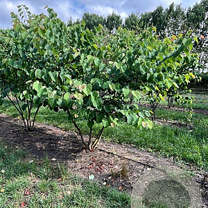 Cercis canadensis 250-300 cm draadkluit meerstammig