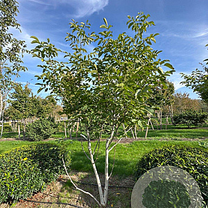 Juglans regia 250-300 cm draadkluit meerstammig