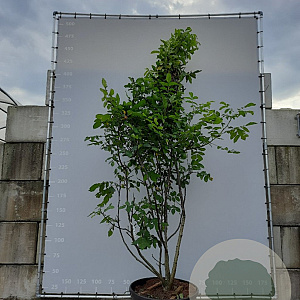 Juglans regia 300-350 cm draadkluit meerstammig