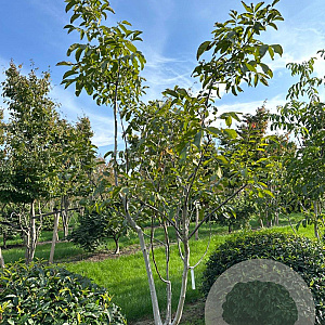 Juglans regia 300-350 cm draadkluit meerstammig