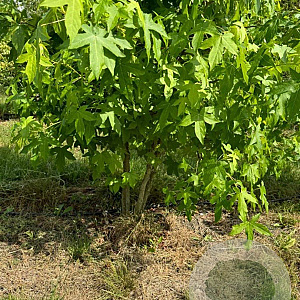 Liquidambar styraciflua 300-350 cm draadkluit meerstammig