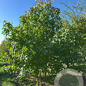 Liquidambar styraciflua 300-350 cm draadkluit meerstammig