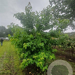 Liquidambar styraciflua 300-350 cm draadkluit meerstammig
