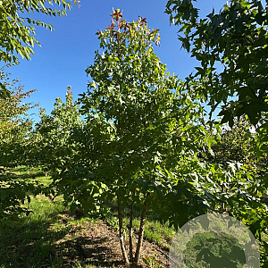 Liquidambar styraciflua 300-350 cm draadkluit meerstammig