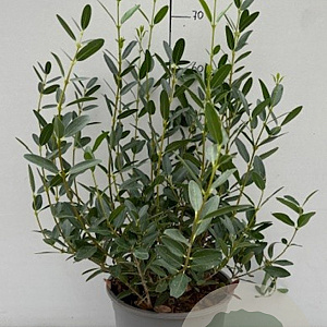 Phillyrea ang. Grand Prix 50-60 cm 6,5L