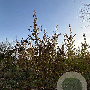 Cornus mas 200-250 cm draadkluit meerstammig