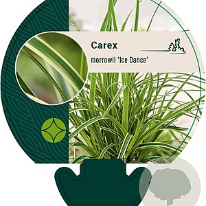 Carex morrowii 'Ice Dance' GM P9