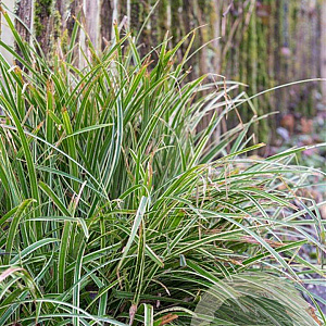 Carex morrowii 'Ice Dance' GM P9
