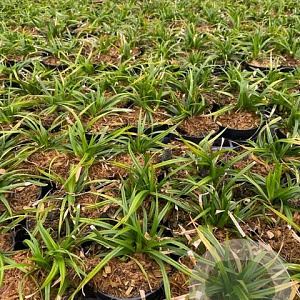 Carex morrowii 'Irish Green' GM P9