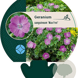 Geranium sang. 'Max Frei' GM P9
