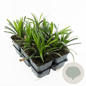 Liriope muscari 'Moneymaker' GM P9